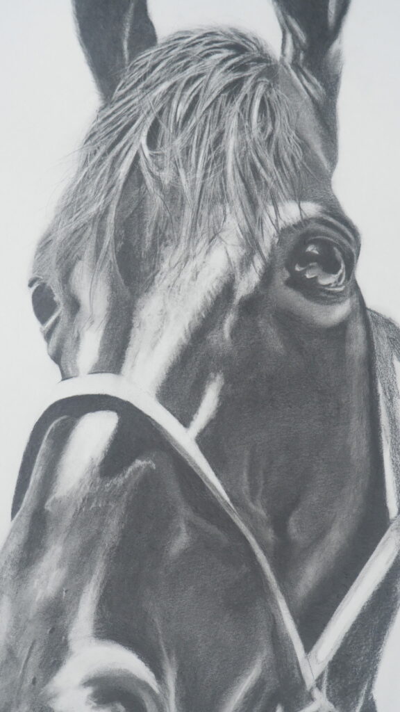 portret ołówkiem koń
