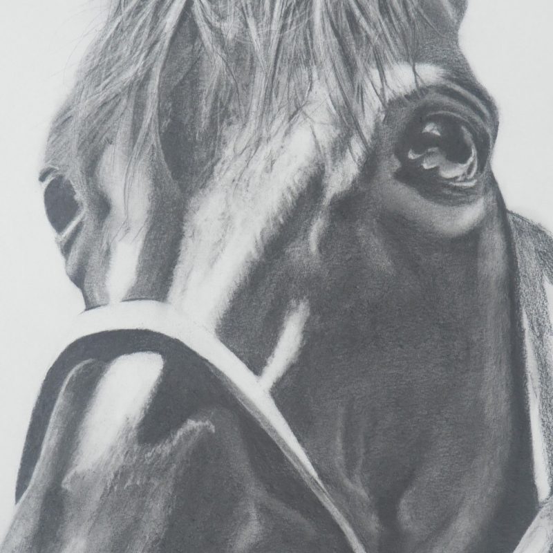 portret ołówkiem koń