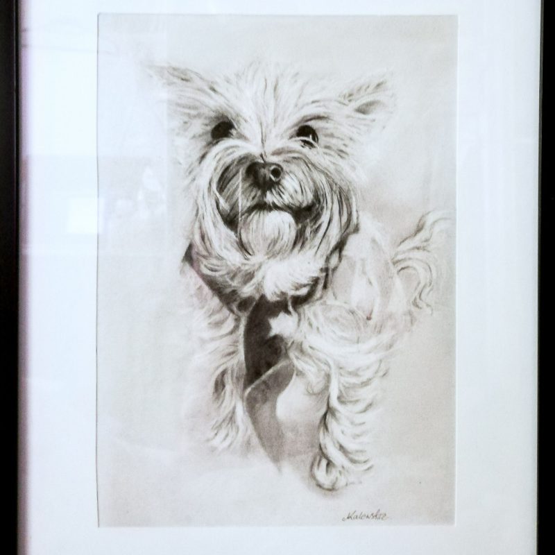 portret ołówkiem psa